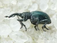 Ceratapion (Acanephodus) onopordi