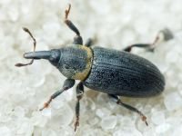 Mecinus collaris