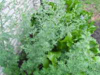 Artemisia