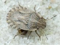 Sciocoris cursitans