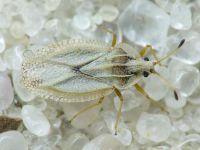 Elasmotropis testacea