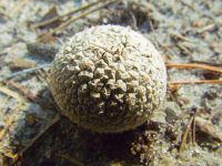 Fungi