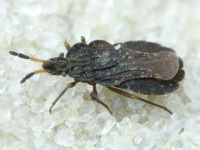 Aradus distinctus