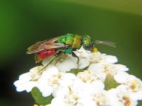 Hedychrum gerstaeckeri