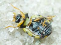Coccinula quatuordecimpustulata