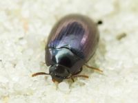 Platydema violaceum