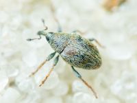 Sibinia tibialis
