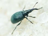Apioninae