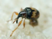 Nanophyinae