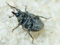 Rhinusa tetra