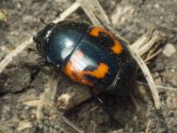 Hister quadrimaculatus