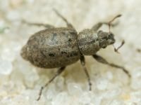 Curculionidae