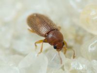 Latridiidae