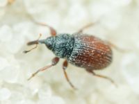 Mecinus pascuorum