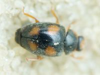 Coccinellidae