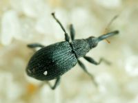 Eutrichapion vorax