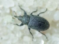 Gymnetron melanarium