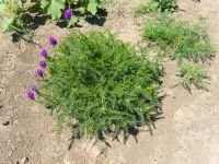 Astragalus onobrychis