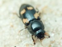 Glischrochilus (Librodor) quadrisignatus