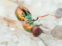 Torymus cupreus