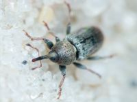 Tychius cuprifer