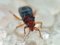 Hebrus ruficeps