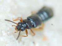 Staphylinidae