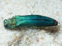 Agrilus (Uragrilus) planipennis