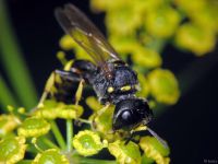 Ectemnius cephalotes