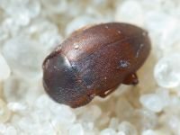 Coleoptera