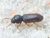 Ptilinus pectinicornis