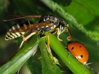 Polistes