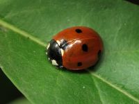 Coccinella septempunctata