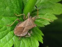 Coreus marginatus