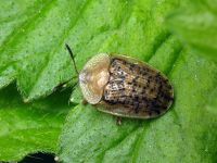 Cassida (Cassida) nebulosa