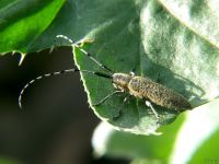Agapanthia villosoviridescens