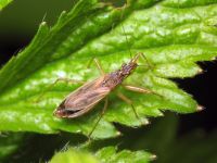 Nabis rugosus