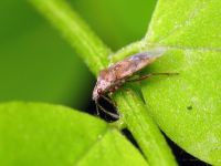 Kleidocerys resedae