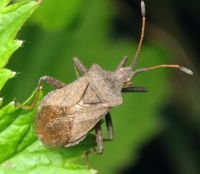 Coreus marginatus