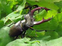 Lucanus cervus