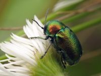 Cryptocephalus (Cryptocephalus) hypochaeridis