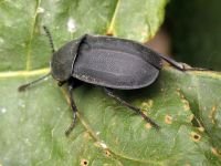 Silpha obscura