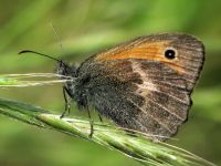Coenonympha pamphilus