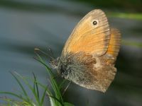 Coenonympha pamphilus