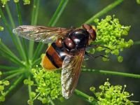 Volucella zonaria