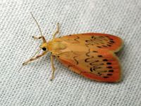 Miltochrista miniata