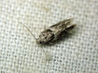 Recurvaria nanella