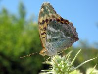 Argynnis paphia