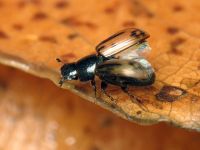 Aphodius (Chilothorax) distinctus