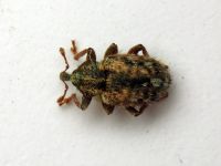 Limobius borealis